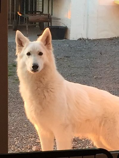 N'lagertha de la baie des blancs