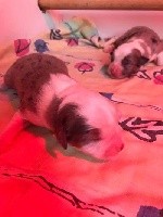 CHIOT
